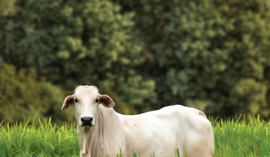Pecuária moderna brasileira pode reduzir 79,9% das emissões por quilo de carne até 2050