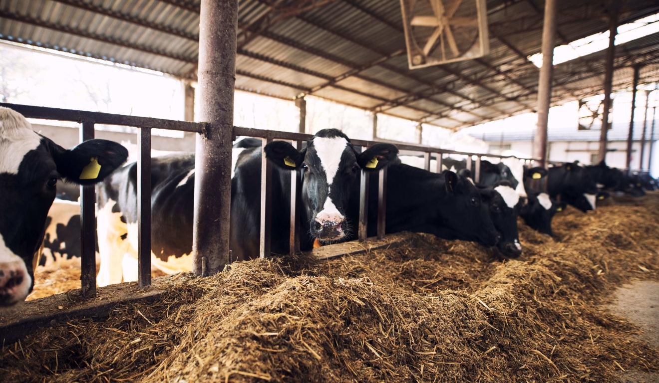 Risco de mastite cresce com as chuvas e exige manejo mais rigoroso nas fazendas leiteiras