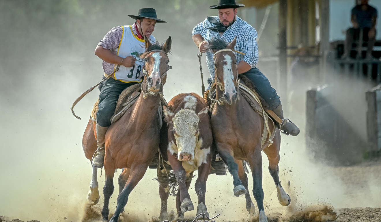 Associação Brasileira de Criadores de Cavalo Crioulos (ABCCC)