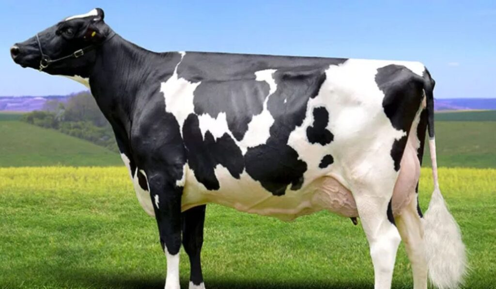 Bioticos no manejo a solução para fortalecer a saúde ruminal e ganhar eficiência na produção de leite