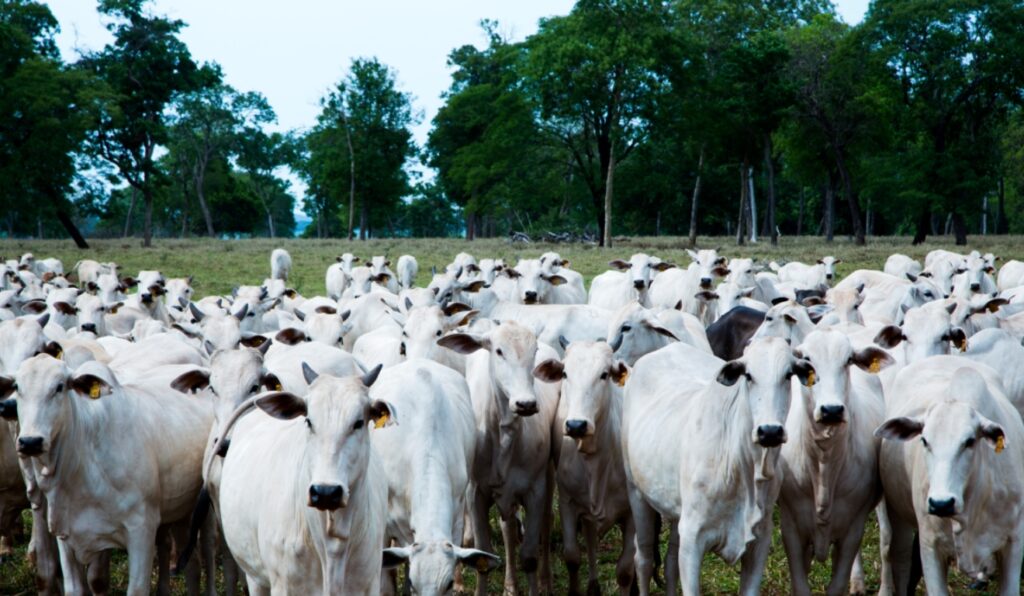 Brasil vira maior produtor de carne bovina em 2025; o que isso sinaliza ao pecuarista
