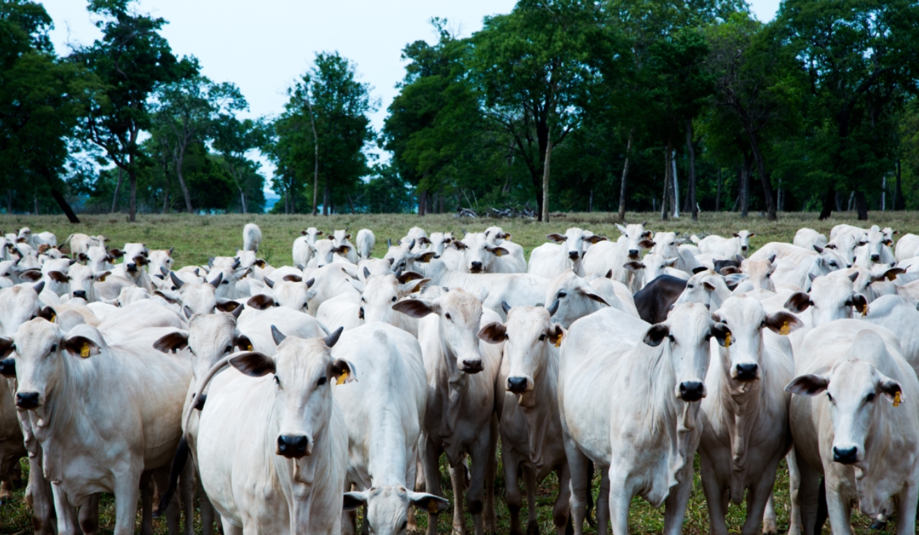 Brasil vira maior produtor de carne bovina em 2025; o que isso sinaliza ao pecuarista