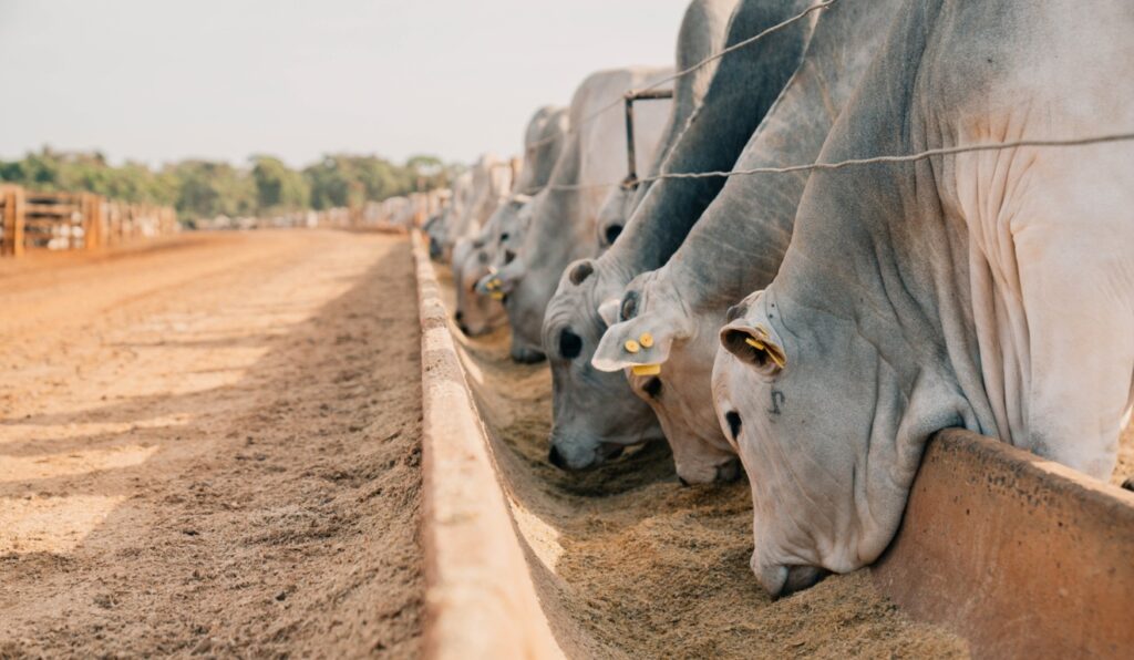 Com mercado favorável, 78,8% dos confinadores projetam aumentar o número de bovinos em 2026