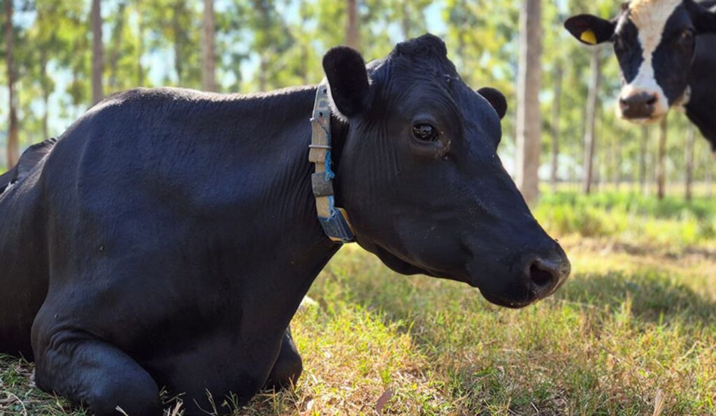 Embrapa lança novos protocolos de baixo carbono no leite veja como o pecuarista pode reduzir emissões