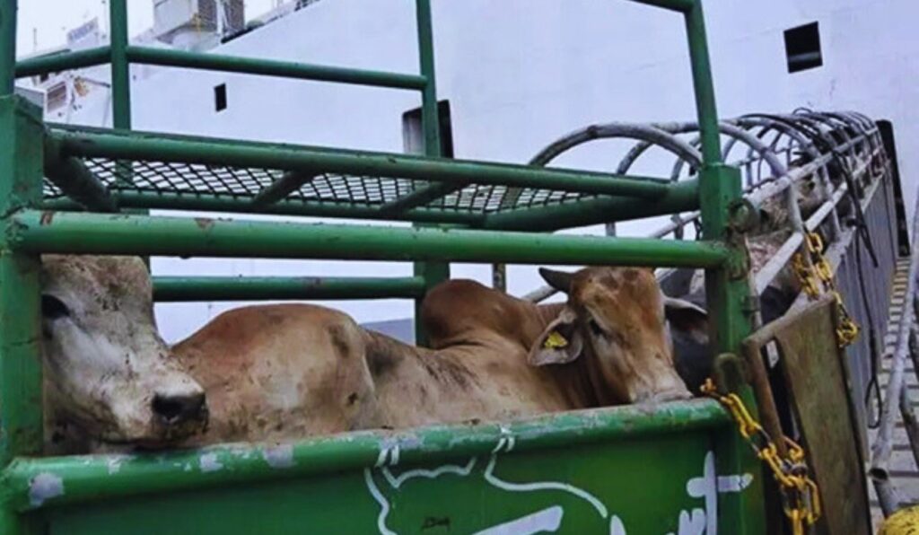 Exportação de gado vivo registra melhor novembro dos últimos cinco anos e anima o pecuarista