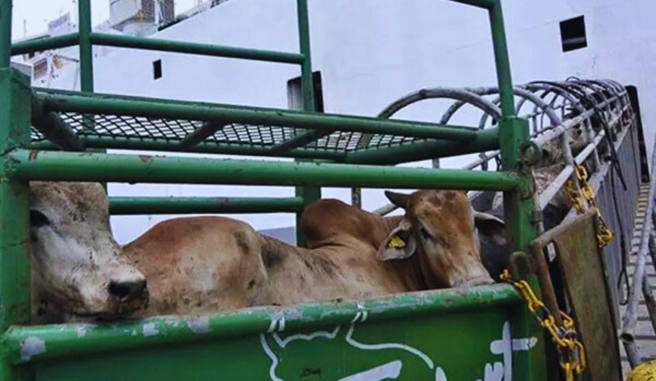 Exportação de gado vivo registra melhor novembro dos últimos cinco anos e anima o pecuarista