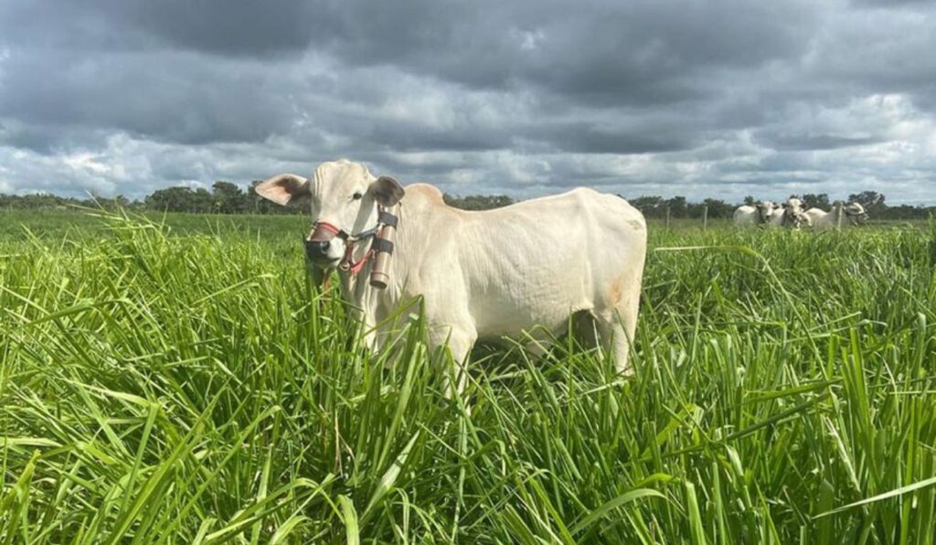 ILP com leguminosas aumenta ganho de peso de bovinos e reduz emissão de metano, aponta Embrapa