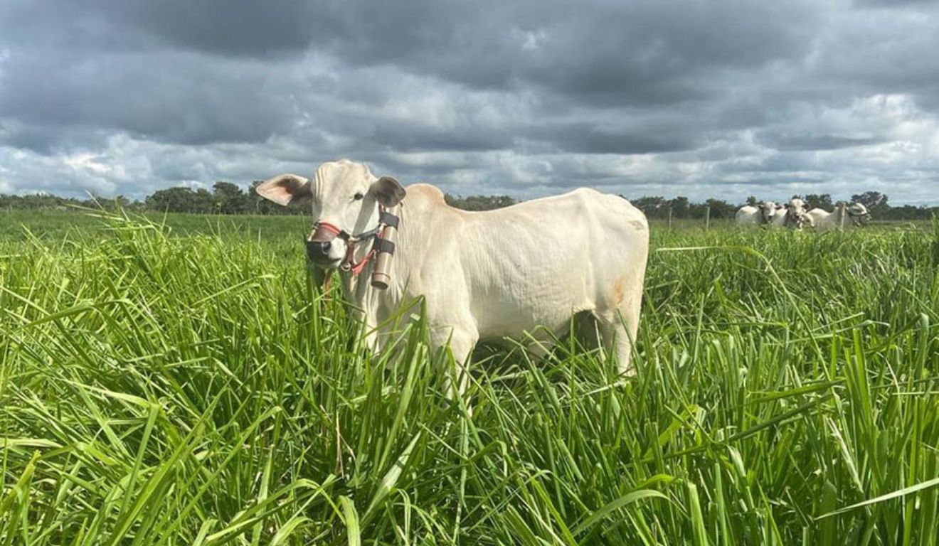 ILP com leguminosas aumenta ganho de peso de bovinos e reduz emissão de metano, aponta Embrapa