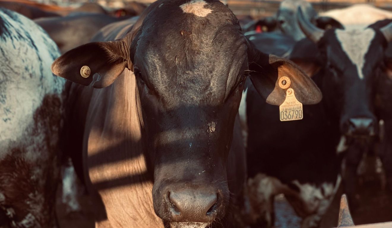 Mercado do boi gordo segue estável em São Paulo mesmo com feriados e oferta reduzida