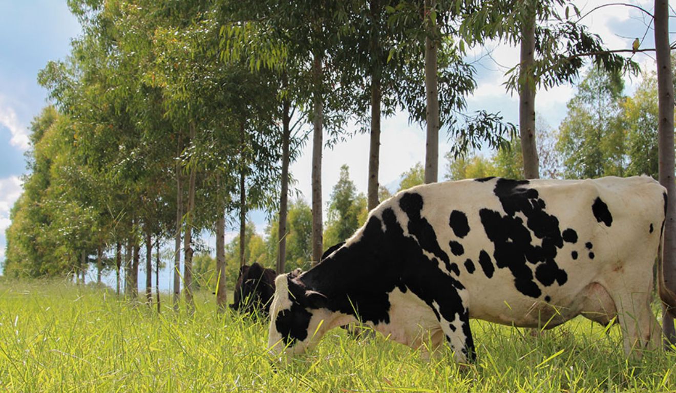 Mitigação da emissão de metano pelos animais