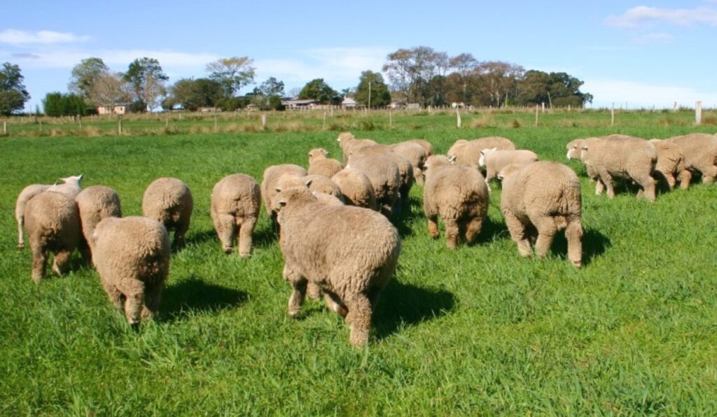 Ovinocultura ganha força Arco encerra 2025 em evolução e aponta próximos passos
