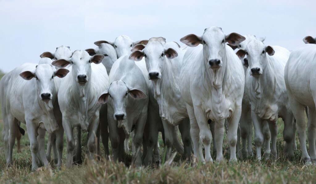Parceria Sino Agropecuária e USP acelera ganho genético no Nelore com encurtamento de ciclos
