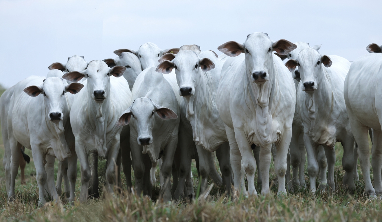 Parceria Sino Agropecuária e USP acelera ganho genético no Nelore com encurtamento de ciclos