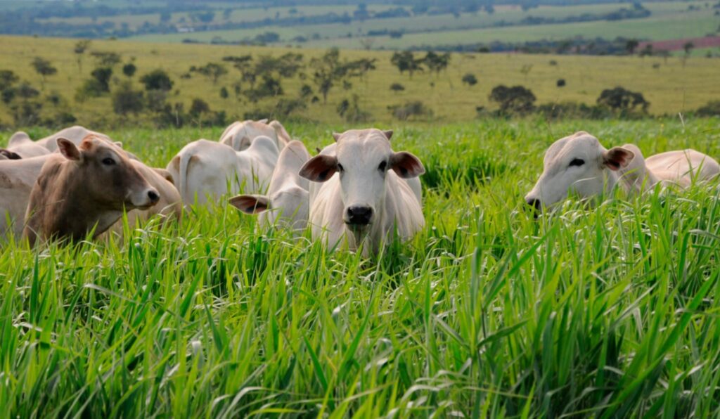 Pecuária ainda produz menos no pasto do que poderia; sementes híbridas são o caminho