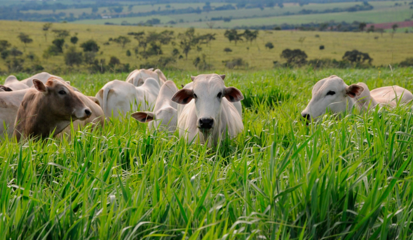Pecuária ainda produz menos no pasto do que poderia; sementes híbridas são o caminho