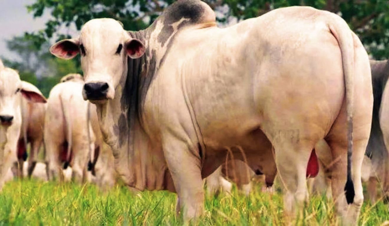 Preço do boi gordo cai no Sul da Bahia antes do Natal; entenda o cenário