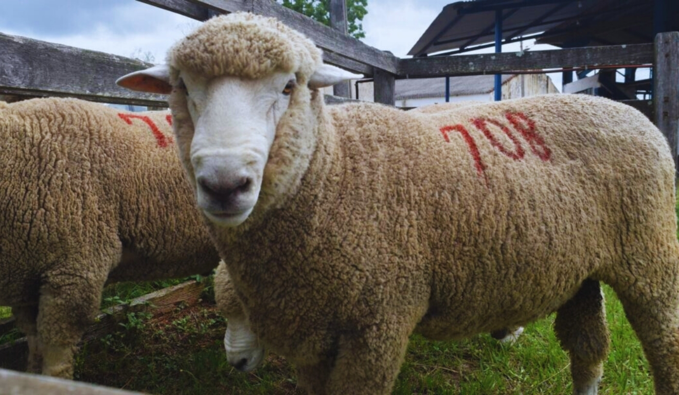 48ª Feira de Ovinos de Verão reúne genética e negócios; veja o que esperar do evento