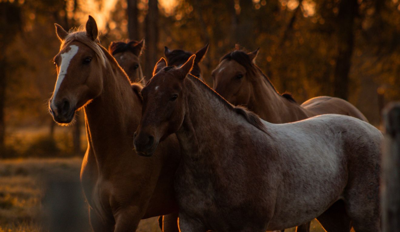 ABCCC divulga pré-selecionados da 2ª edição da Seleção de Patrocínios com foco na raça Crioula