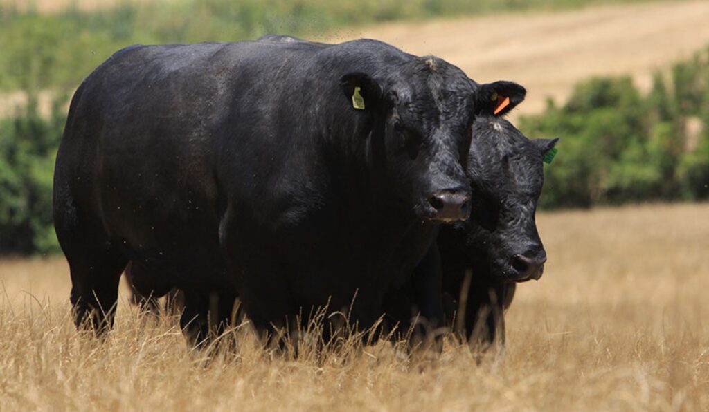 Brasil ganha selo inédito para impulsionar o mercado de carnes premium