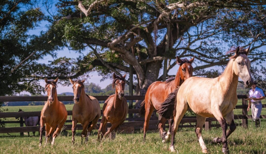 Cavalo Crioulo avança no Norte com ação de expansão junto a criadores e pecuaristas