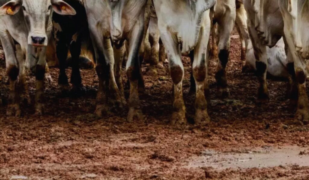 Como os dejetos bovinos estão mudando a gestão econômica dos confinamentos