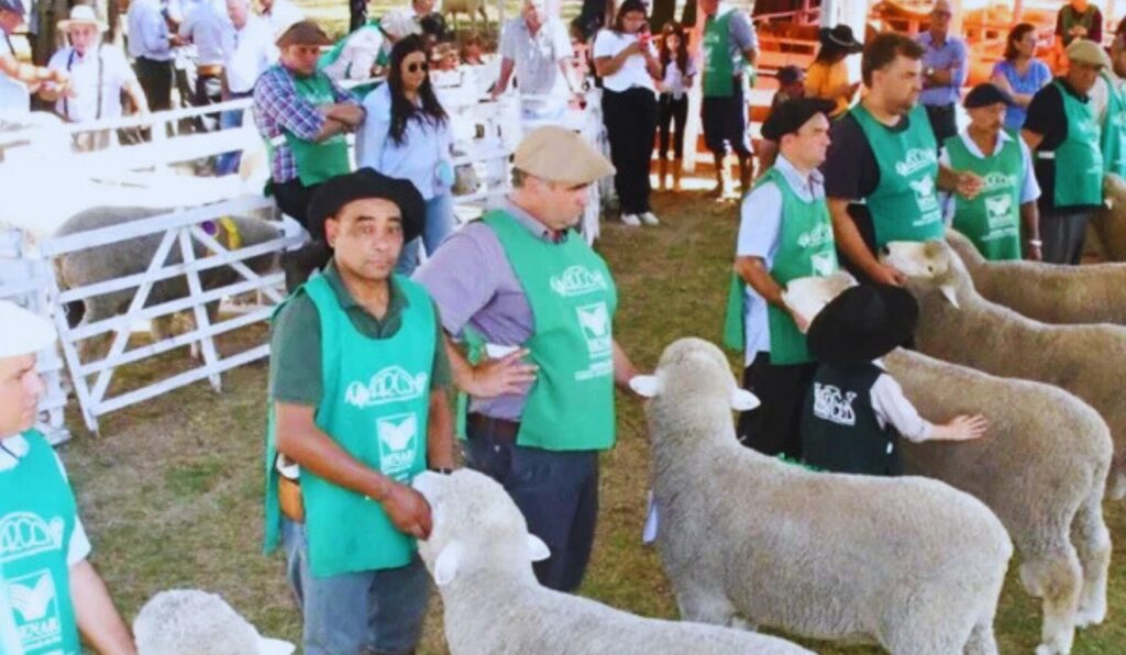 Confira o calendário feiras de verão impulsionam investimento na ovinocultura gaúcha