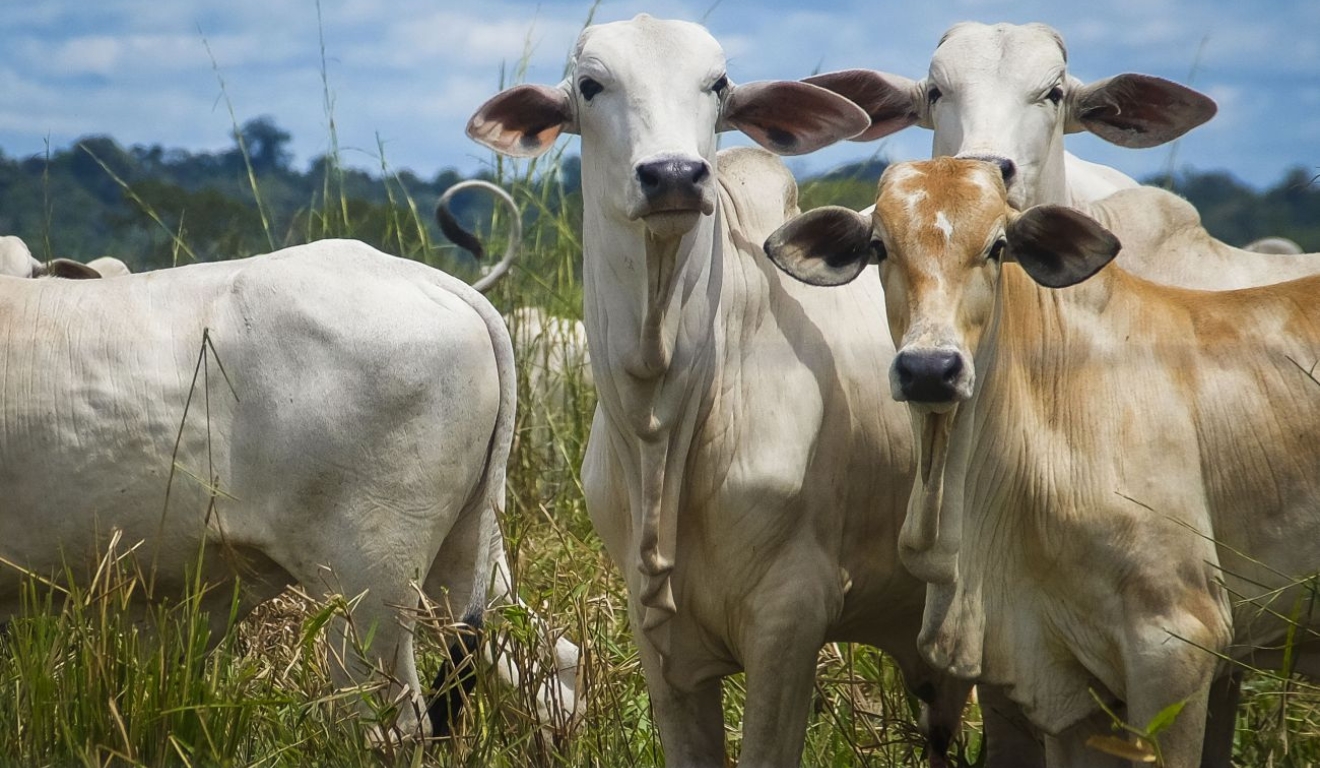 Cotação do boi gordo registra queda em Marabá (PA) na segunda semana de janeiro