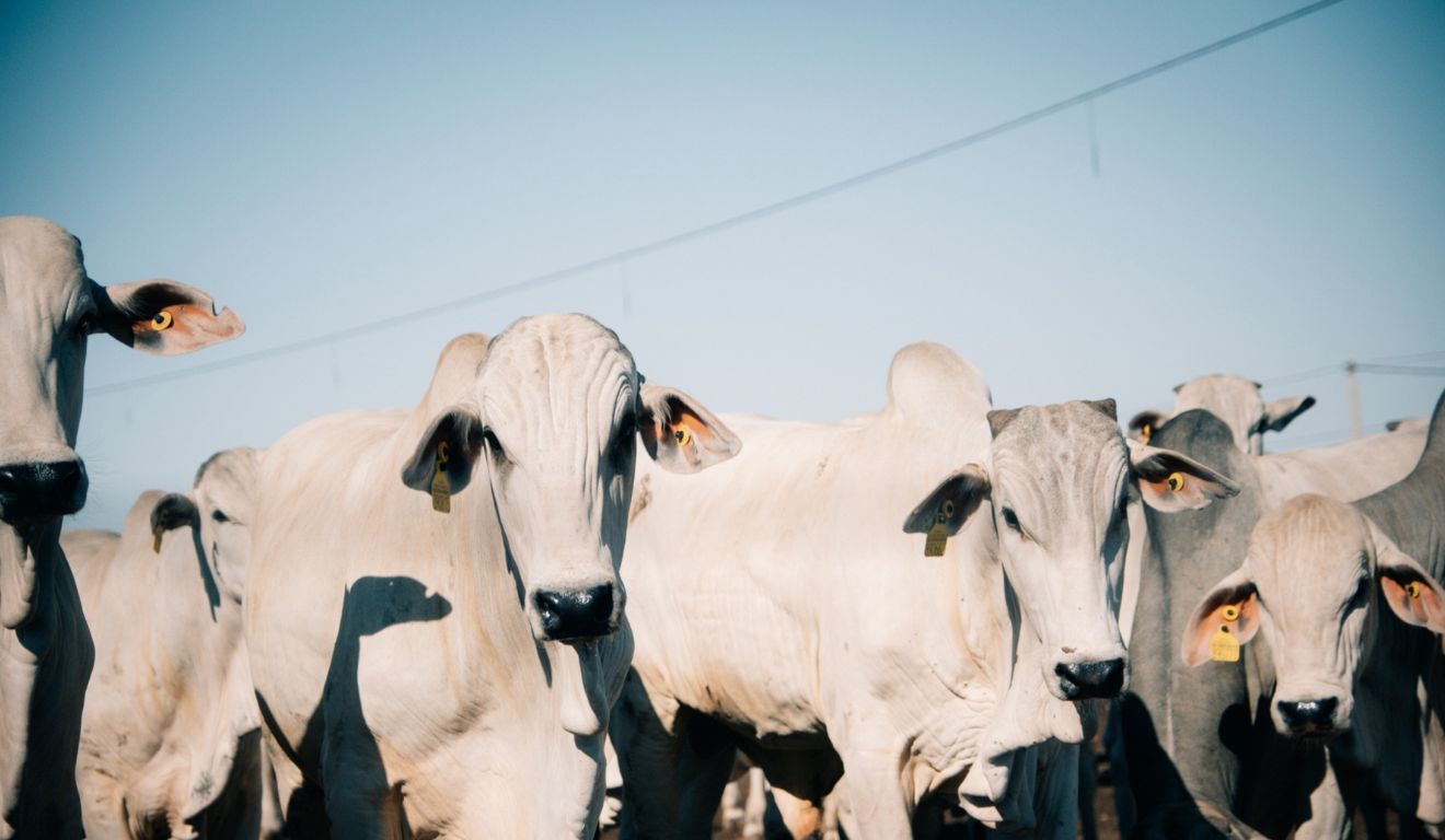 Cotação do boi gordo tem alta e mostra comportamento distinto entre praças