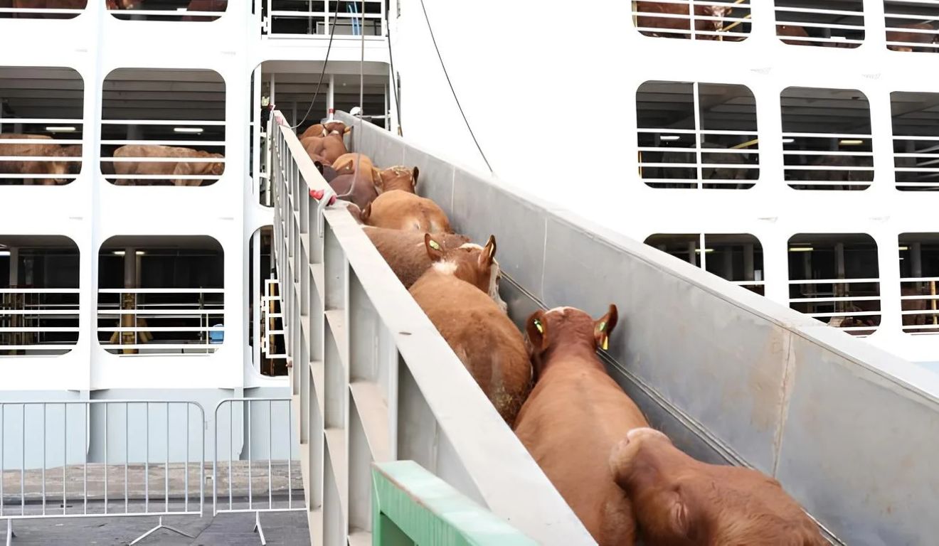 Gado em pé exportações brasileiras ultrapassam 1 milhão de cabeças e faturam US$ 1 bilhão