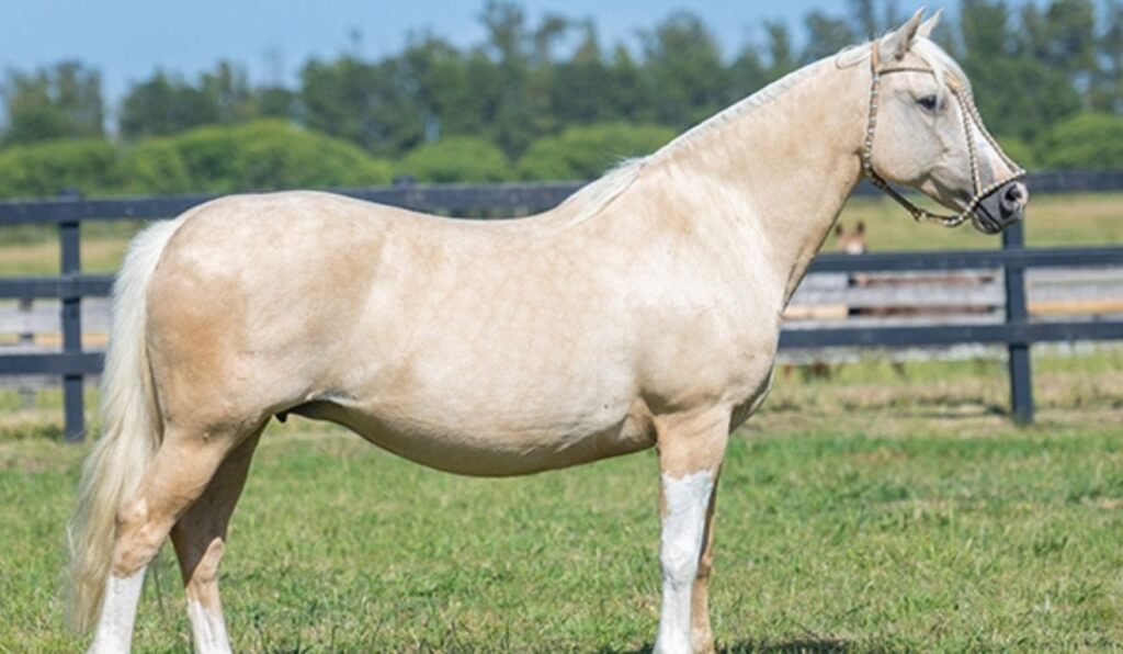 Mancha Crioula reúne genética avaliada em remate especial com foco em morfologia e função