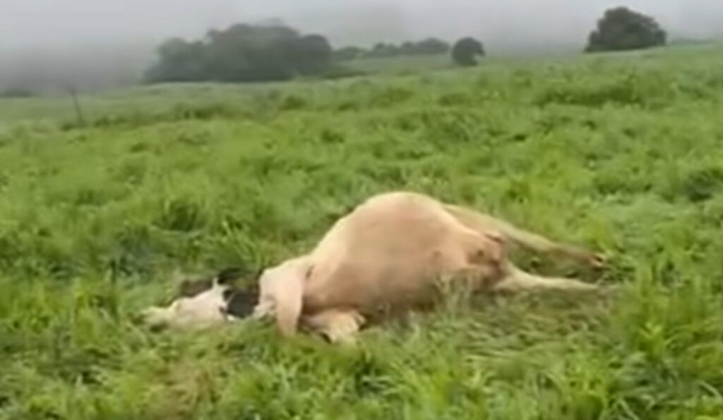 Morte de 48 vacas no RS acende alerta ao pecuarista sobre risco de intoxicação no pasto