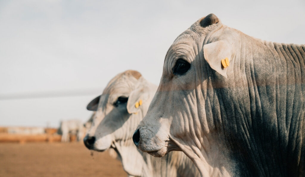 O que mais preocupou o pecuarista em 2025: os desafios sanitários nos confinamentos