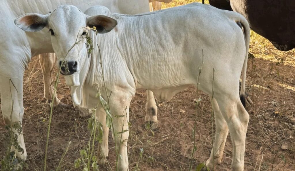 Preço do bezerro Tocantins liderou alta em 2025 e acende alerta no mercado de reposição