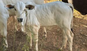 Preço do bezerro Tocantins liderou alta em 2025 e acende alerta no mercado de reposição