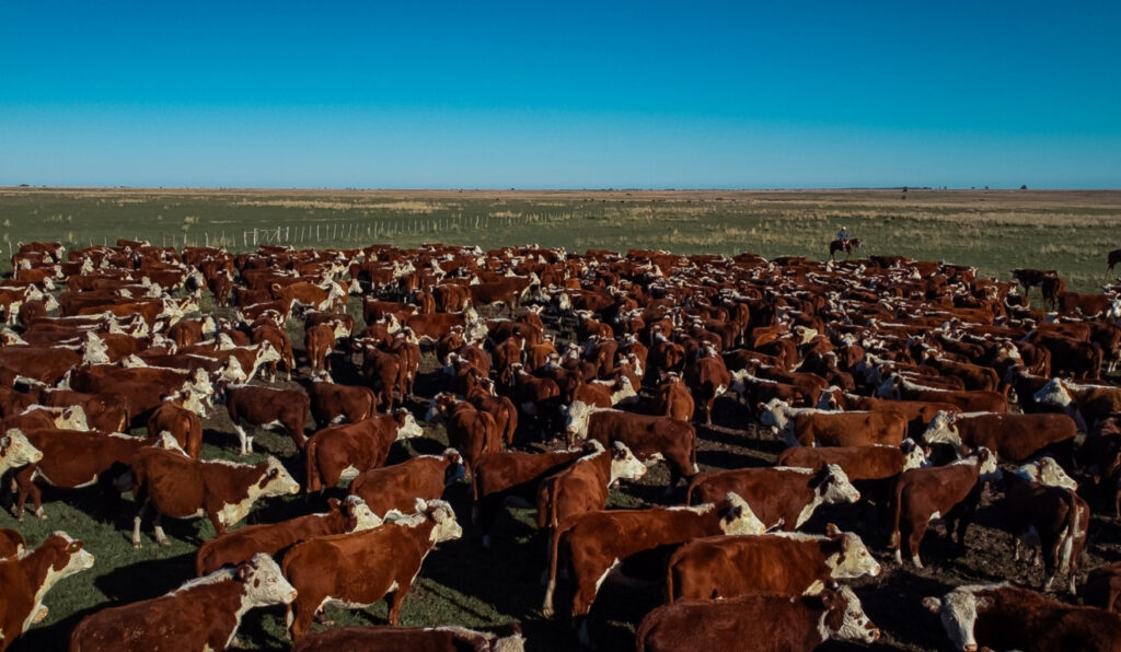 Registros de Hereford e Braford crescem em 2025 e superam 44 mil animais