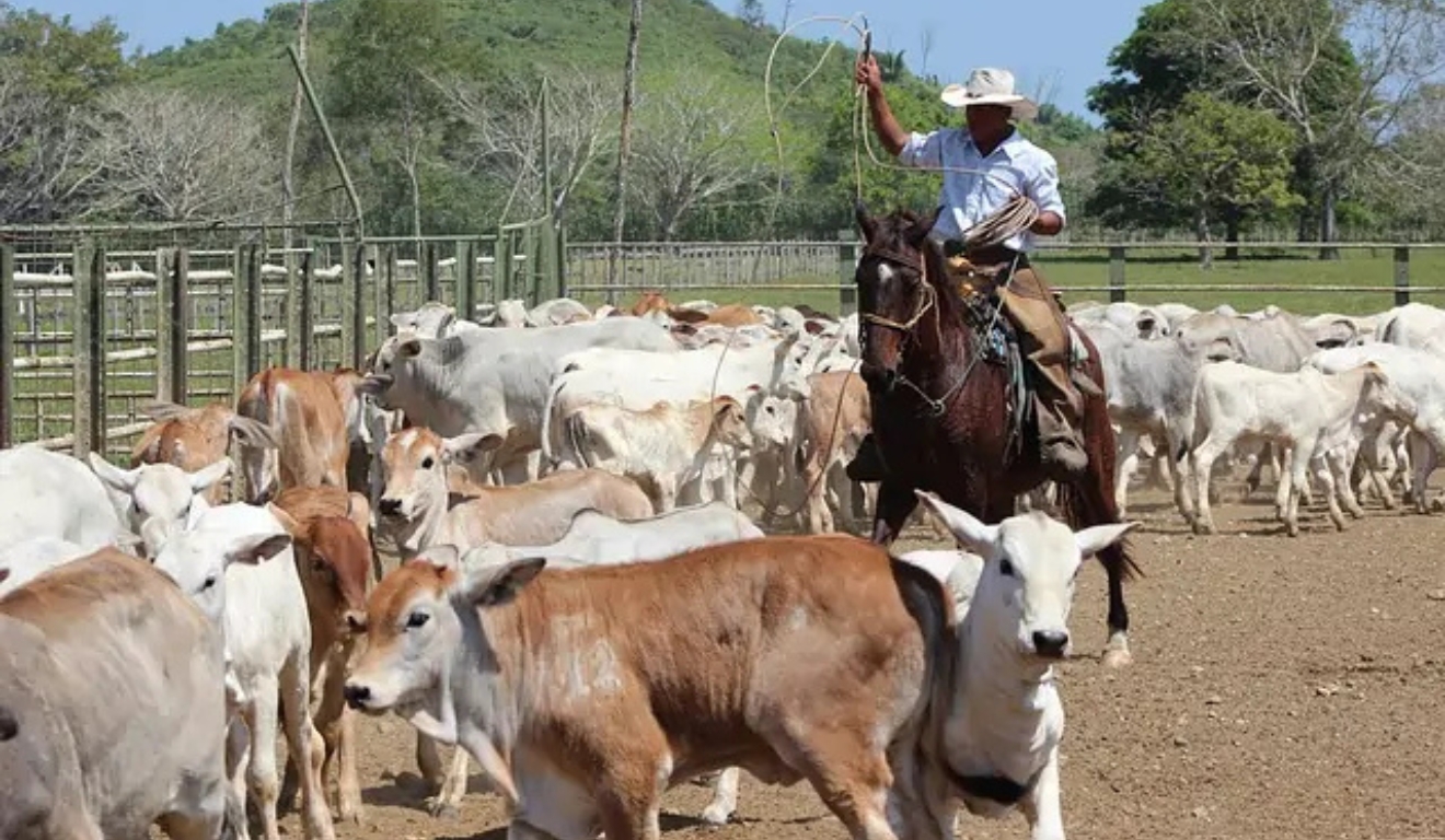 Renda do trabalhador do campo cresce 7,3% e reforça força da pecuária brasileira
