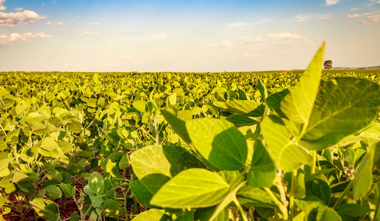 Brasil tem papel estratégico na segurança alimentar global