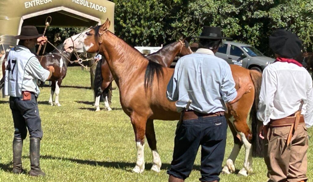 Criatório de Itajaí conquista bicampeonato no Mancha Crioula com égua de destaque nacional