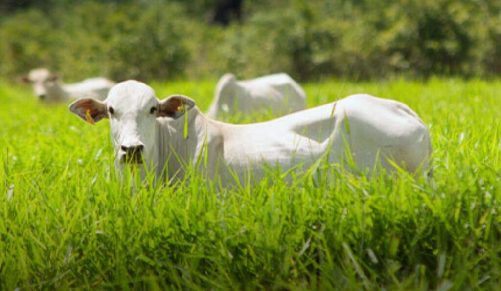 Demanda supera oferta e sustenta o mercado de reposição no Paraná