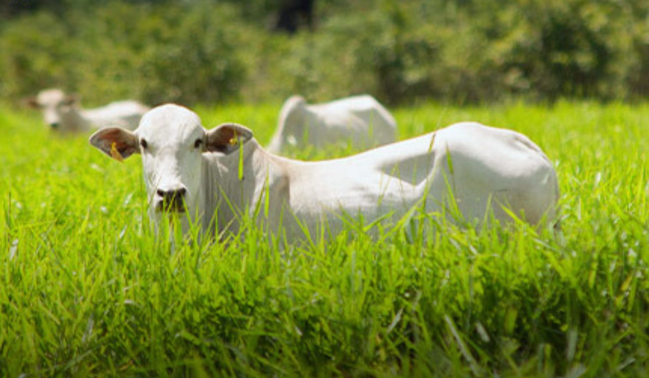 Demanda supera oferta e sustenta o mercado de reposição no Paraná