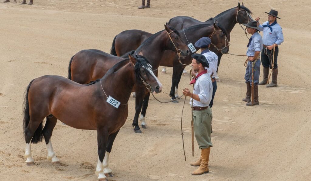 Expo FICCC 2026 abre caminho para criadores brasileiros com inscrições da prévia morfológica