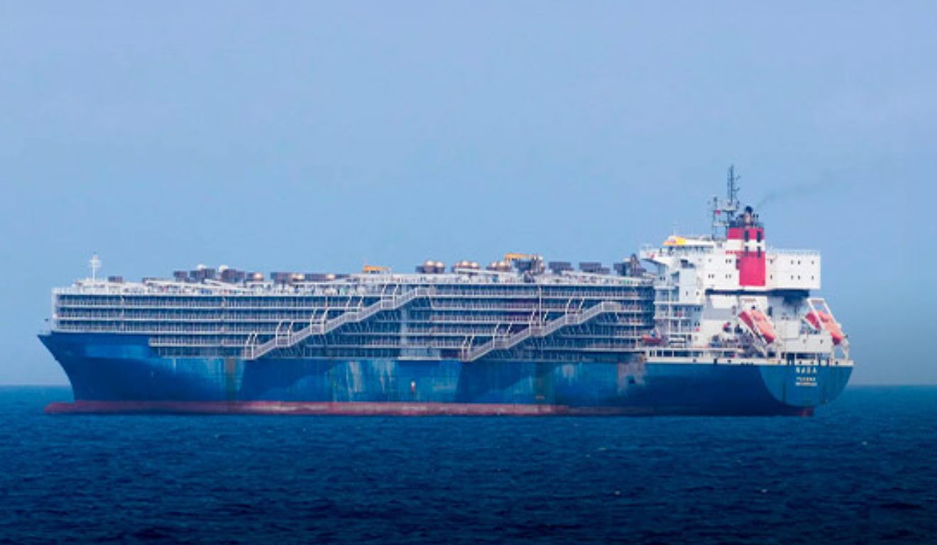 Janeiro registra o melhor mês da história na exportação de gado vivo; saiba mais