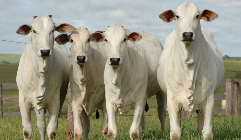 Menor oferta de gado em 2026 pode sustentar preços e mudar a estratégia do pecuarista