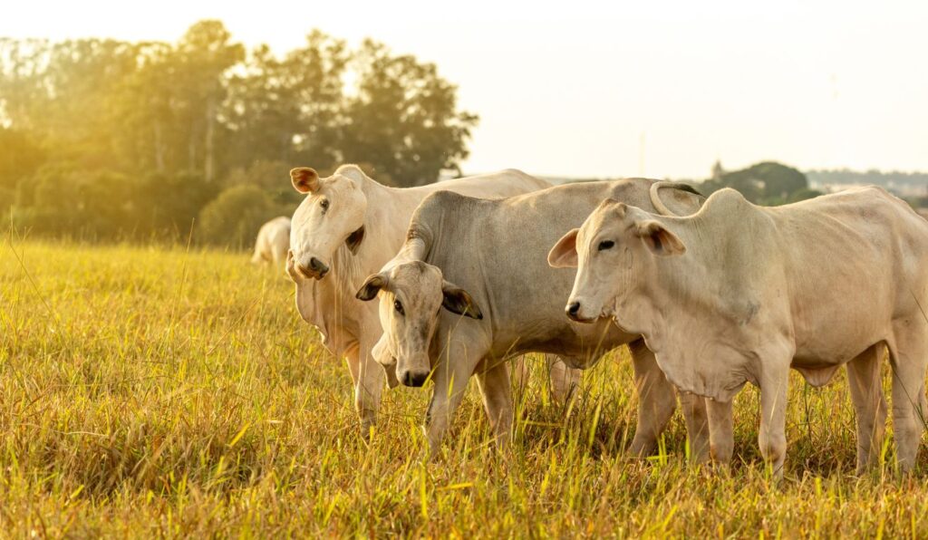 Monitoramento do pasto com inteligência artificial ajuda pecuarista a tomar decisões mais precisas