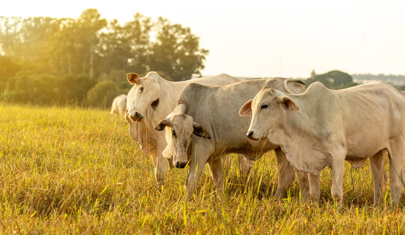 Monitoramento do pasto com inteligência artificial ajuda pecuarista a tomar decisões mais precisas