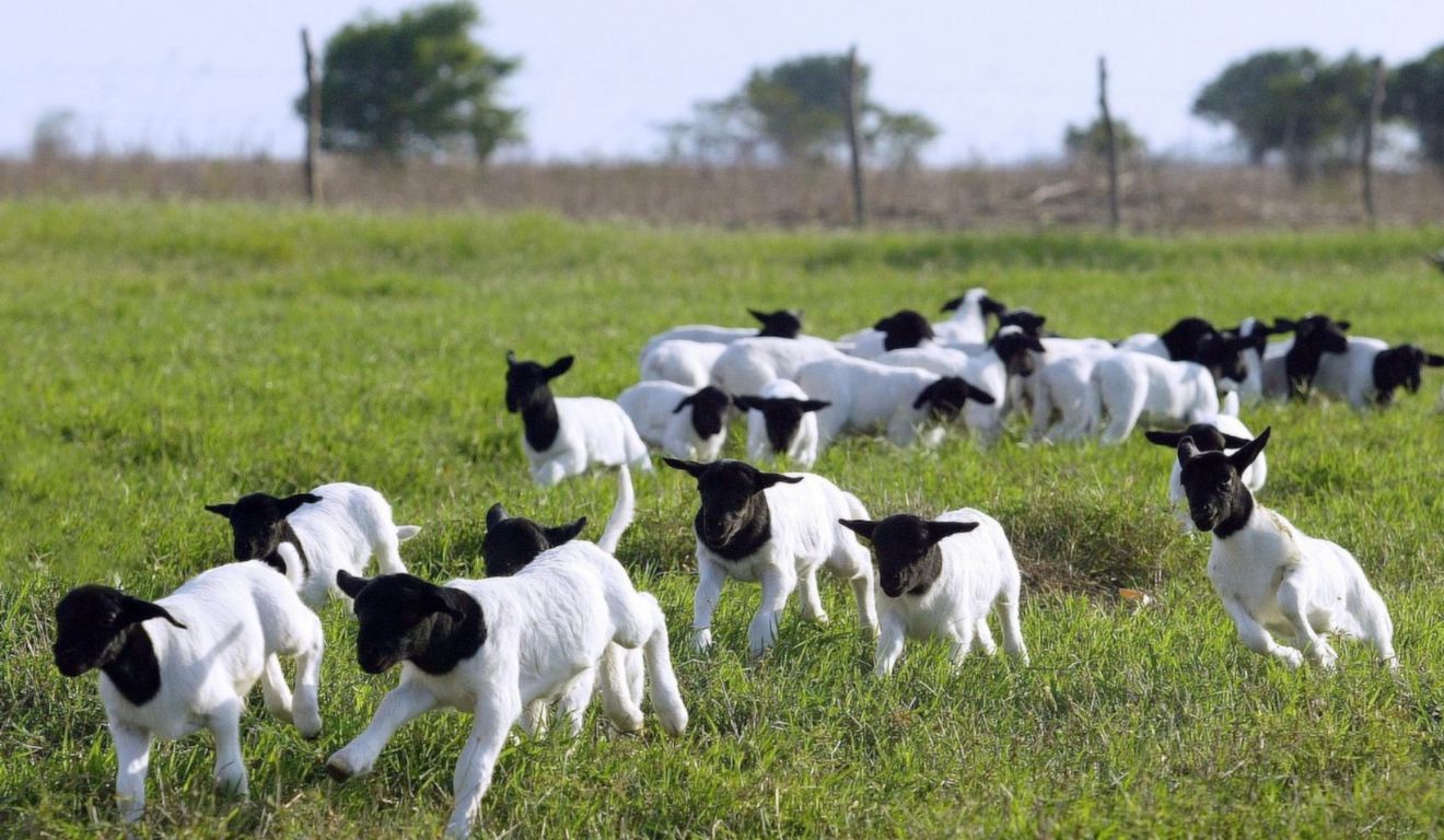 Ovinos no Brasil avançam: registros sobem 5% e transferências crescem 6,5% em 2025