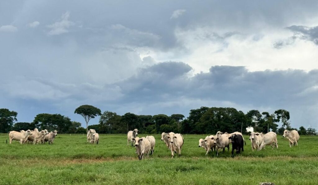 Pasto é dinheiro estratégia coloca a arroba de baixo custo no centro da pecuária em 2026