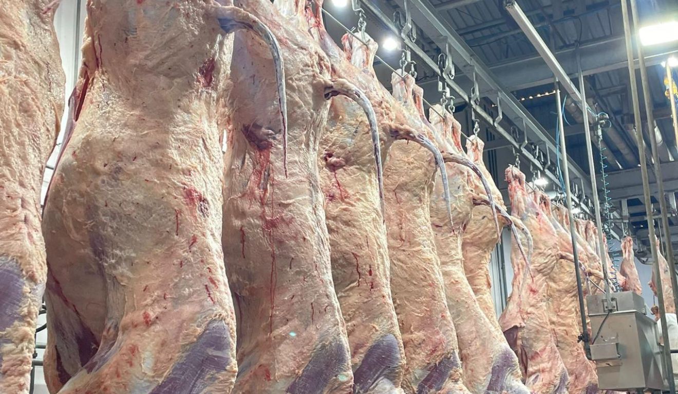 Programa Carne Angus Certificada inicia abates na Bahia com meta de 200 cabeças por mês