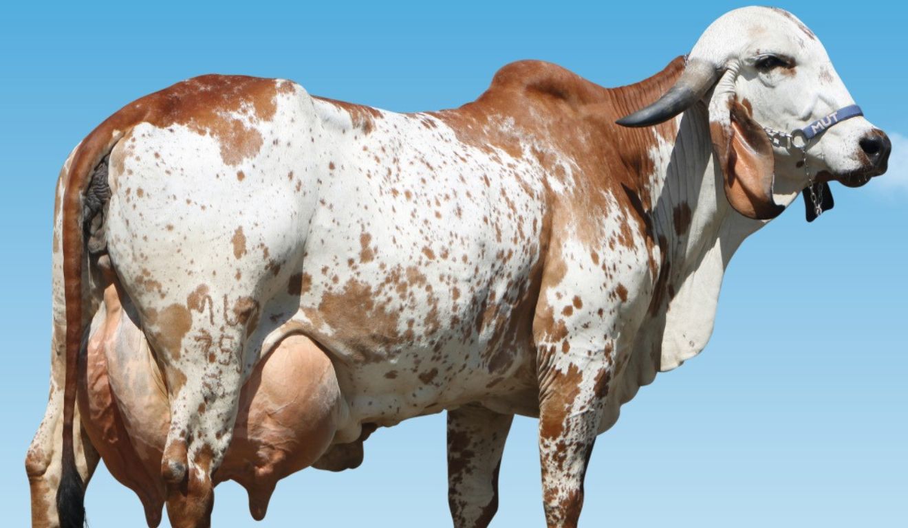 Prova de leite da Embrapa seleciona novilhas zebuínas e fortalece genética a pasto