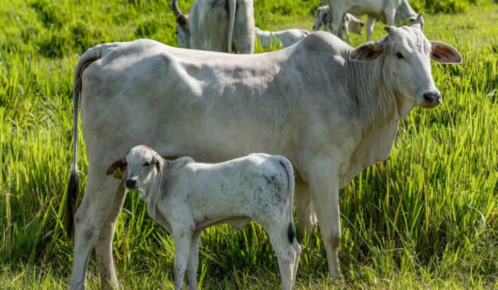 Virada do ciclo pecuário já impacta o campo retenção de fêmeas começa a apertar oferta